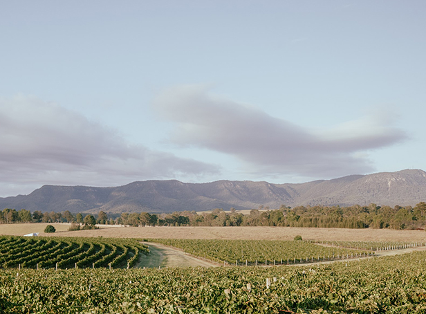 Palmers Lane Vineyard